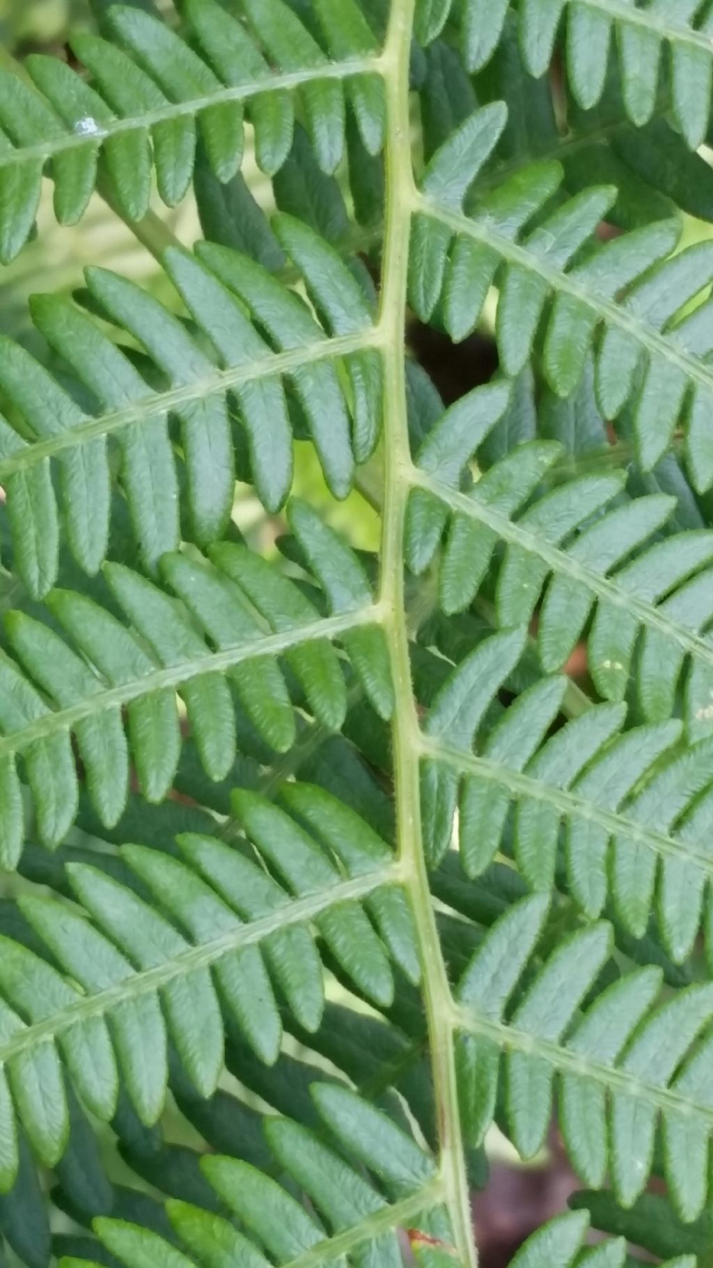 Pteridium aquilinum